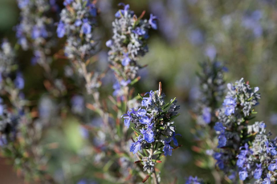 Sustentabilidade na Quinta