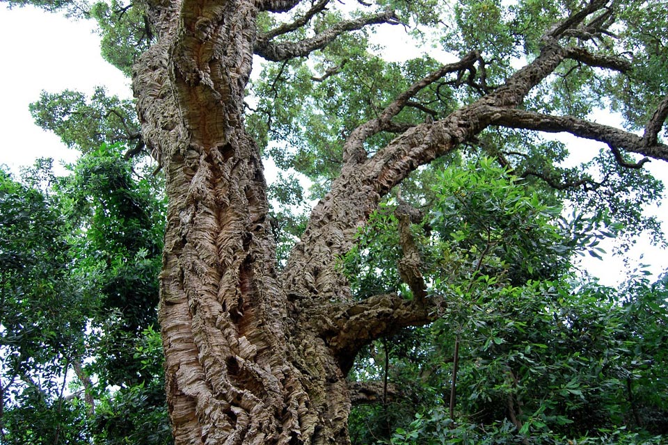 Sustentabilidade na Quinta